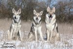FOTOGRAFOVÁNÍ SAARLOOSEK - ŽELEŠICE
